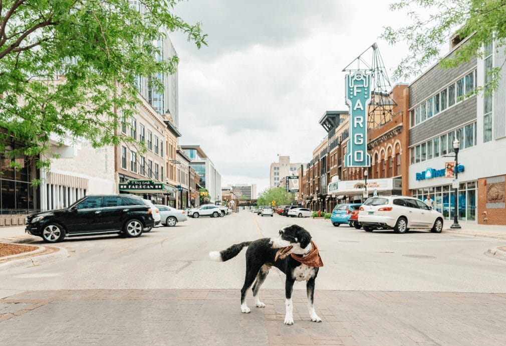a dog standing on a street.